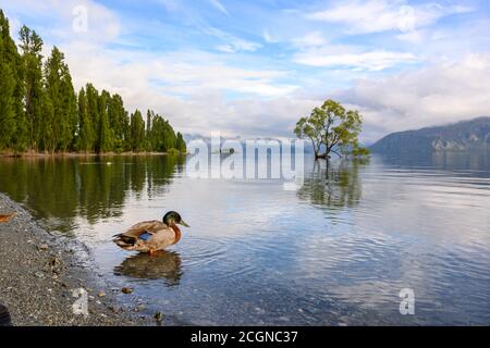 The Wanaka tree that is solitary in the water and teal is reflected in the clear water like a mirror. In the morning of summer with the blue sky at La Stock Photo