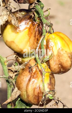 Tomato disease, late blight or potato blight. Unripe tomatoes infected blight Phytophthora infestans Stock Photo