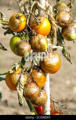 Tomato disease is known as late blight or potato blight. Unripe tomatoes infected with blight Phytophthora infestans mildew Stock Photo