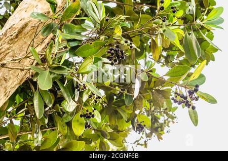 Bunches Of Pimentos On Tree Among Their Leaves Stock Photo