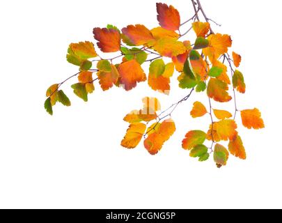 Autumn branches with small multi-colored leaves , isolated on white background. Spiraea Vanhouttei Stock Photo