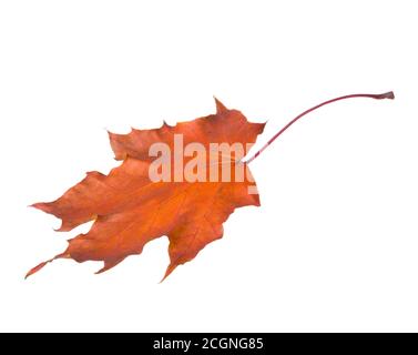 Autumn Maple leaf isolated on white background. Stock Photo