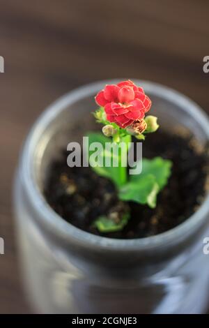 Small kalanchoe homeplant in a transparent pot. Red Kalanchoe flower. Stock Photo