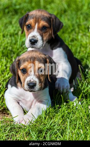 Belvoir, Grantham, Lincolnshire, UK - Foxhound Puppy at the Belvoir Kennels Stock Photo