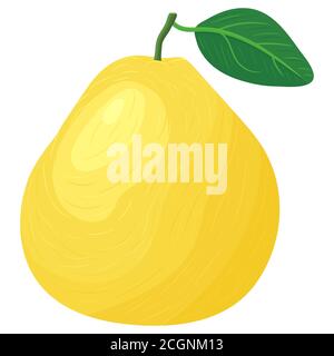 Fresh bright exotic whole yellow pomelo fruit isolated on white background. Summer fruits for healthy lifestyle. Organic fruit. Cartoon style. Vector Stock Vector