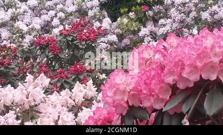 Amazing rhododendron flowers in the botanical garden in Berlin Stock Photo