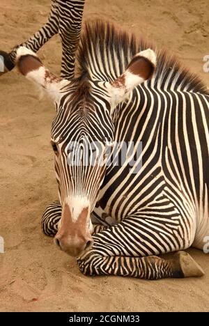 Los Angeles, California, USA 10th September 2020 A general view of atmosphere of Grevy's Zebras at Los Angeles Zoo on September 10, 2020 in Los Angeles, California, USA. Photo by Barry King/Alamy Stock Photo Stock Photo