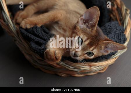 Studio Portrait of young Abyssinian Kitten relaxing in her Cat basket Stock Photo