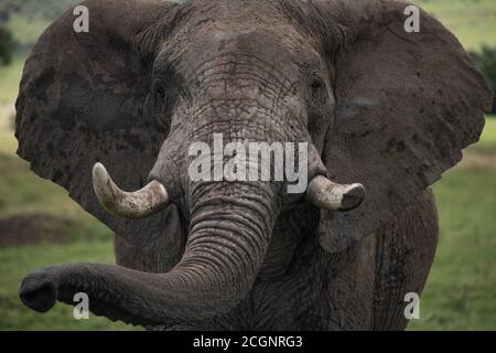 An African bush elephant (Loxodonta africana), the largest living land creature, in the Maasai Mara National Reserve in Kenya. Stock Photo