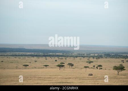 An African bush elephant (Loxodonta africana), the largest living land creature, walks through the Maasai Mara National Reserve in Kenya. Stock Photo