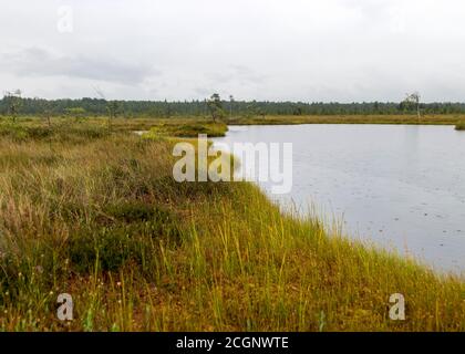 Rainy and gloomy day in the bog, traditional bog landscape with wet trees, grass and bog moss, foggy and rainy background, autumn Stock Photo