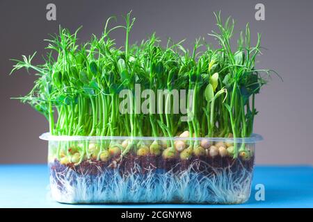 Young vegetable pea sprouts, microgreen on a gray background. organic micro sprouts grown in a plastic box Stock Photo