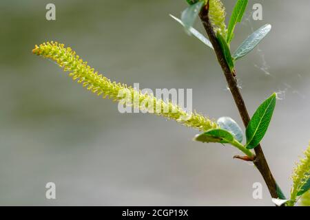 Female flower catkin of Goat willow (Salix caprea), Isarauen, Upper Bavaria, Bavaria, Germany Stock Photo