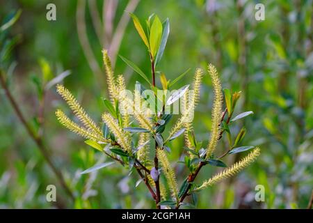 Female flower catkins of Goat willow (Salix caprea), Isarauen, Upper Bavaria, Bavaria, Germany Stock Photo