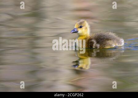 Gosling of a Greylag goose (Anser anser) swimming in water, Lower Saxony, Germany Stock Photo