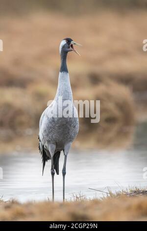 Caller Common crane (grus grus) in the bog, Vaestergoetland, Sweden Stock Photo