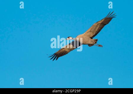 Crane (grus grus) flying in front of blue sky, bird migration, Vaestergoetland, Sweden Stock Photo