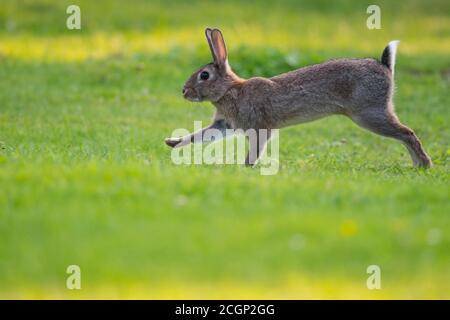 European rabbit (Oryctolagus cuniculus) running in a meadow, Lower Saxony, Germany Stock Photo