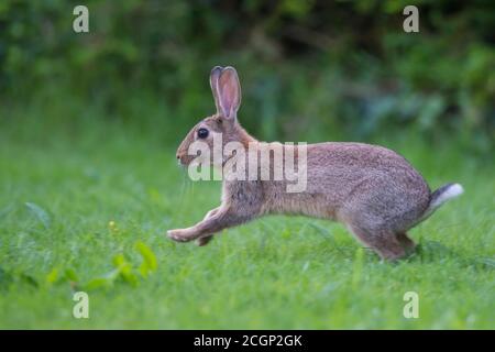 European rabbit (Oryctolagus cuniculus) running in a meadow, Lower Saxony, Germany Stock Photo