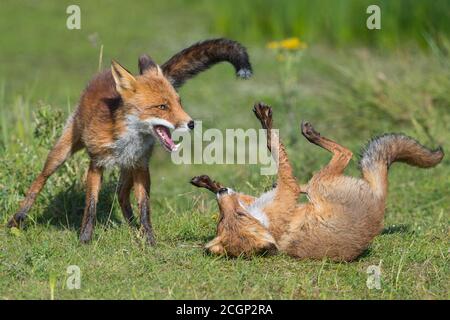 Red foxes (Vulpes vulpes), Kittens fighting with their mouths open, playful, Netherlands Stock Photo