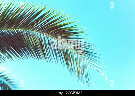 Palm trees against blue sky, Palm trees at tropical coast, vintage toned and stylized, coconut tree,summer tree , retro