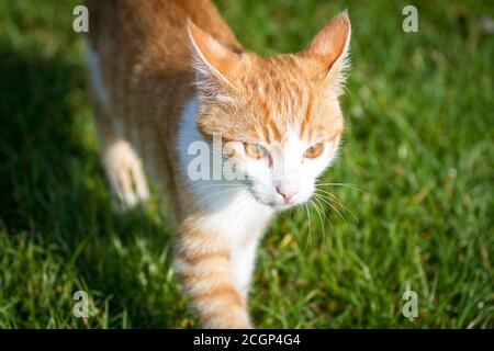 Red tabby young tom-cat Stock Photo