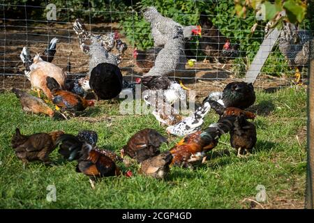 Free range poultry (chickens and ducks) on an organic farm Stock Photo