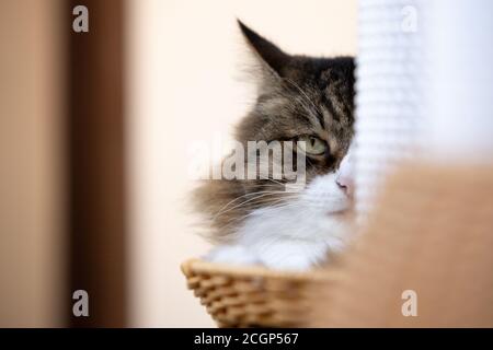 beautiful furry tabby cat hiding behind his play tower. cat playing Stock Photo
