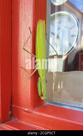 Large green grasshopper or mantis sits on the outside of a window in a city Stock Photo