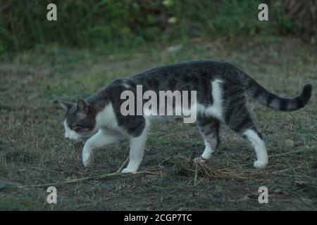 Grey and white cat with piercing yellow eyes Stock Photo