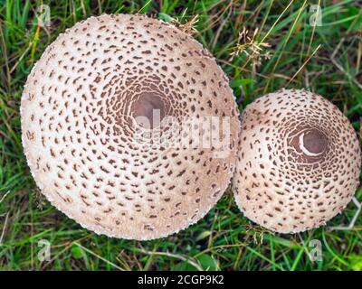 Macrolepiota procera  parasol mushroom Stock Photo