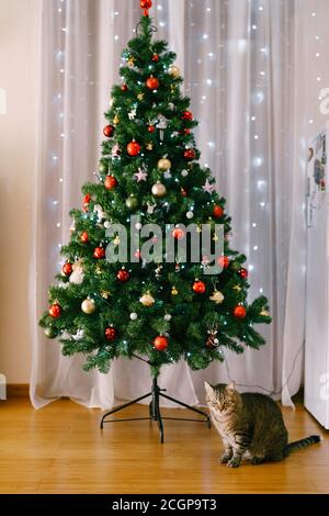 A festively decorated Christmas tree for the New Year holidays in a room with garlands on the curtains and a gray fluffy cat under the tree. Stock Photo