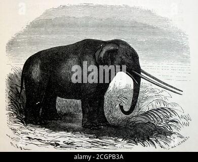 Illustration of a mastodon (Mastodon giganteus, now known as Mammut americanum), a pachyderm that lived in North America from the late Miocene to the Pleistocene, from Louis Figuier's The World Before the Deluge, 1867 American edition. Stock Photo