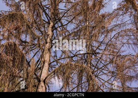 Dead spruce trees with brown branches in a forest in Germany Stock Photo