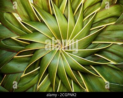 Sophisticated pattern obtained from woven coconut leaves as part of a handmade basket, usual Caribbean use of the fibrous leaves of Cocos nucifera Stock Photo