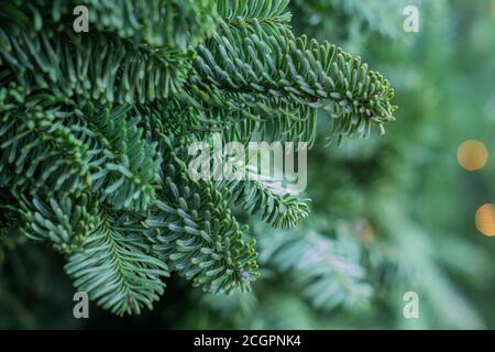 texture background of a furry tree branches for a Christmas card Stock Photo