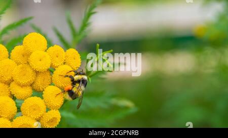 bumblebee on the yellow flower, Busy like a bee.. Stock Photo