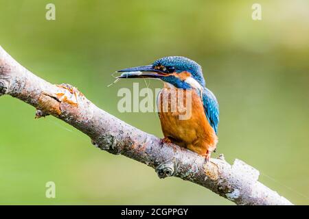 Aberystwyth, Ceredigion, Wales, UK. 12th Sep, 2020. A male kingfisher is hunting over a garden pond in mid Wales late summer sunshine. The male is distinguished from the female because his bill is all back whereas the female has orange on her lower bill. Credit: Phil Jones/Alamy Live News Stock Photo