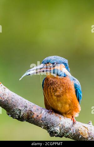 Aberystwyth, Ceredigion, Wales, UK. 12th Sep, 2020. A male kingfisher is hunting over a garden pond in mid Wales late summer sunshine. The male is distinguished from the female because his bill is all back whereas the female has orange on her lower bill. Credit: Phil Jones/Alamy Live News Stock Photo