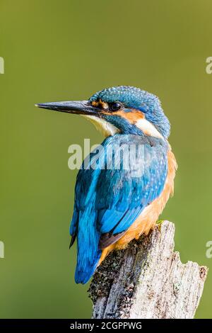 Aberystwyth, Ceredigion, Wales, UK. 12th Sep, 2020. A male kingfisher is hunting over a garden pond in mid Wales late summer sunshine. The male is distinguished from the female because his bill is all back whereas the female has orange on her lower bill. Credit: Phil Jones/Alamy Live News Stock Photo