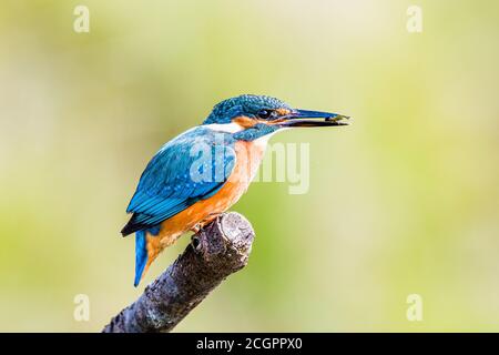 Aberystwyth, Ceredigion, Wales, UK. 12th Sep, 2020. A male kingfisher is hunting over a garden pond in mid Wales late summer sunshine. The male is distinguished from the female because his bill is all back whereas the female has orange on her lower bill. Credit: Phil Jones/Alamy Live News Stock Photo