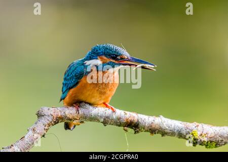 A male kingfisher hunting over a garden pond in summer sunshine in mid Wales Stock Photo