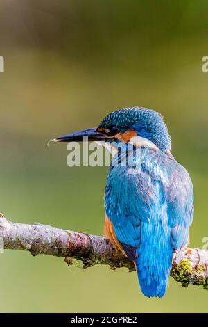 A male kingfisher hunting over a garden pond in summer sunshine in mid Wales Stock Photo