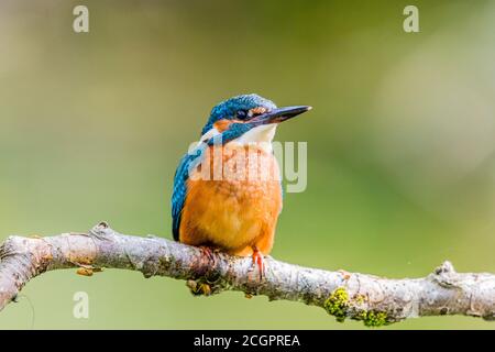 A male kingfisher hunting over a garden pond in summer sunshine in mid Wales Stock Photo