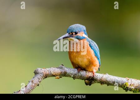 A male kingfisher hunting over a garden pond in summer sunshine in mid Wales Stock Photo