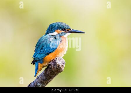 A male kingfisher hunting over a garden pond in summer sunshine in mid Wales Stock Photo