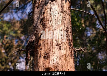 A dead pine tree in a mixed forest after the hot summer in Germany Stock Photo