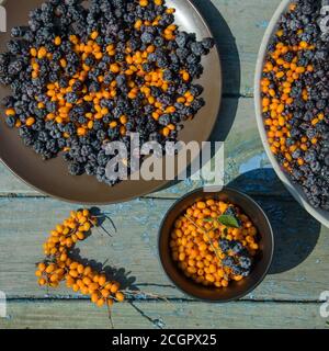 sunny still life of ripe blackberries and buckthorn Stock Photo