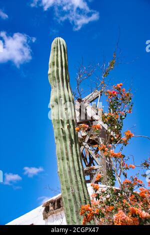 the Cactus Garden in the village of Guatiza on the Island of Lanzarote ...