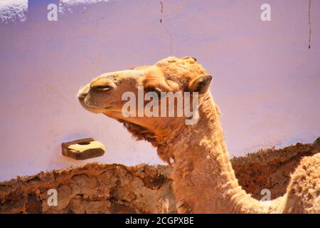 Portrait of a camel at a house on Lanzarote , Spain Stock Photo